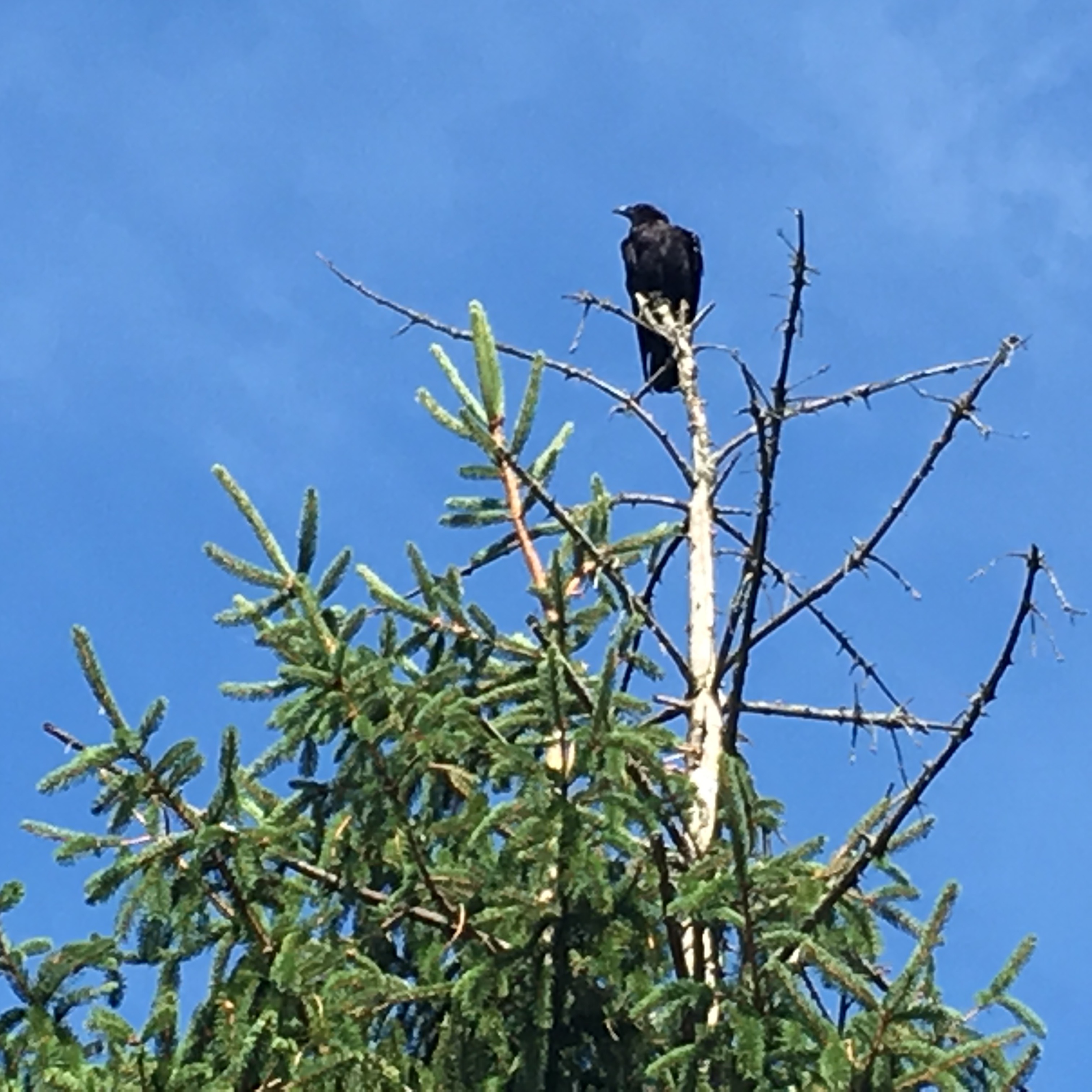 Blackbird on dead branch